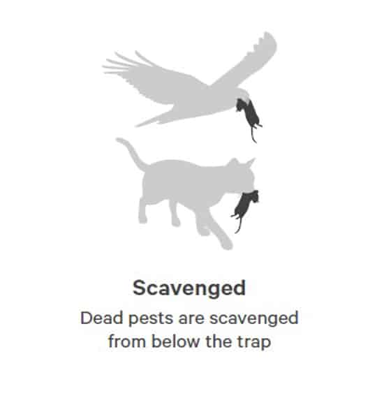 Gallagher Goodnature A24 Starter Rodent Trap Kit - Image 7